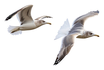 Obraz premium PNG Seagull birds flying seagulls background white.