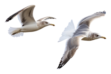 PNG Seagull birds flying seagulls background white.