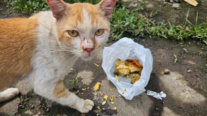 Ginger and White Cat Near Food Waste