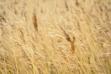golden field of grasses in spring