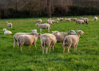 Obraz premium Sheep grazing peacefully in fenced pen on green grass. Scene conveys atmosphere of agriculture and care for animals. Suitable for themes of farming, ecology, rural coziness.