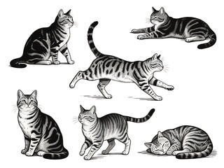 Cat drawing versatile tabby cat illustrations in different poses. Suitable for cat lovers, childrens books, petthemed designs, and animalrelated projects.