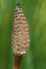 Close-up of an Equisetum strobilus with brown sporangiophores arranged in whorls around a central axis
