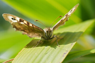 Closeup on a Brown speckled woodbutterfly, Pararge aegeria in the garden with open wings