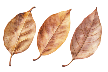 Three Brown Autumn Leaves on Transparent Background, PNG
