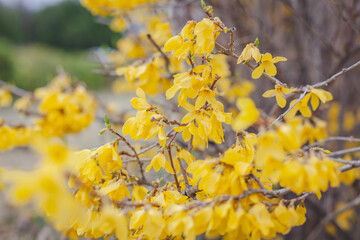 봄 개나리 봄식물