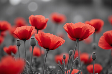 field of red poppies in black and white
