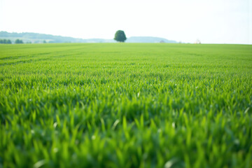 field of green grass in the middle of a field1