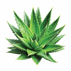 realistic clump of green aloe vera plant isolated on transparent background