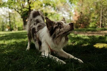 Happy red merle fluffy Border Collie in a playful bow pose on the grass in a sunny park, looking alert and ready to play, surrounded by green trees and spring vibes. Agile dog shows a trick outdoor.