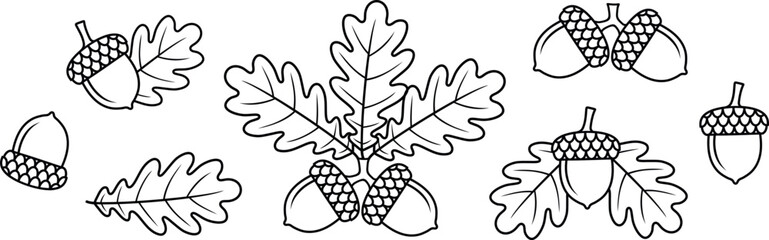 Acorn outline. Isolated acorn outline on white background. Oak set © oleg7799