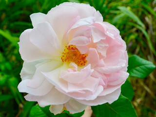  An elegant rose in the sunshine of the garden.