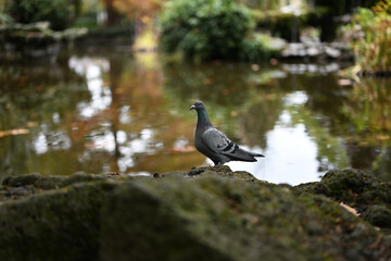 Domestic pigeon, or rock dove, standing on a mossy stone in a park, with a pond in the background, during an autumn day