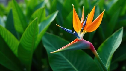 Strelitzia blossom surrounded by vibrant green leaves, colorful blooms, jungle plants