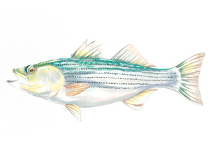 Painting of striped bass fish in detailed style	