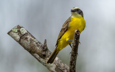 Rotscheitel-Maskentyrann (Myiozetetes similis)