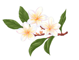 Digital painting of frangipani (plumeria) flower	