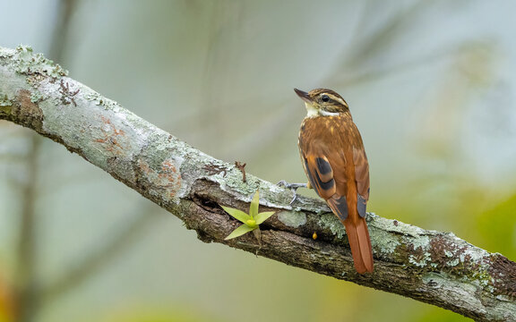 Strichelscheitel-Baumsp&auml;her (Xenops rutilans)