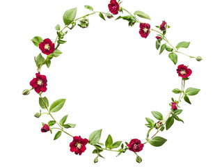 : Sweetbriar Flowers Growing Wild in the Field
