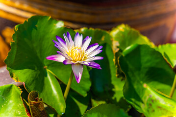 Blooming lotus flower in natural sunlight. Zen moment in tropical garden.