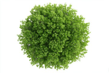 Fototapeta premium Lush green tree canopy viewed from above creating a circular shape against a bright white background showcasing foliage and branches in natural light