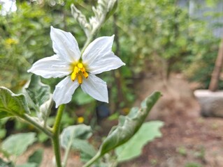 Close up of eggplant flower blossom in outdoor garden organic farm plant	