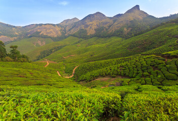 Tea Plantation in Munnar - Kolukkumalai (Kerala)