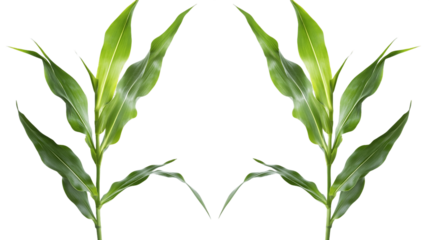 Vibrant Green Ginger Plant Sprigs on Transparent Background, PNG
