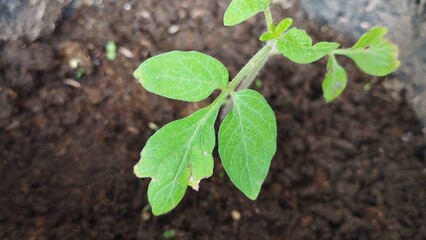 young plant in the ground