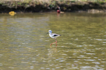 Black-winged Stilt Gracefully Wading Through Shallow Water