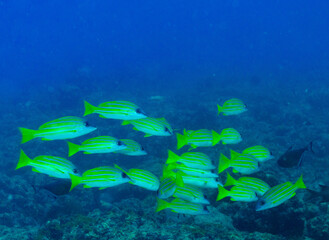 School of Blue Stripe Snapper - photographed during scuba diving in Andaman Islands (India)