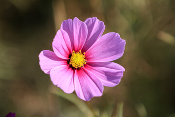 Obraz premium A close-up shot of a single pink Cosmos flower
