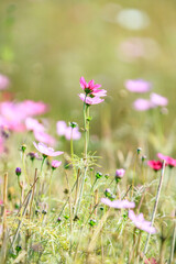 Vibrant Cosmos Blossoms in a Flower Meadow

