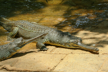 Gharial basking in the sun in Bannerghatta zoo (Bangalore, India)