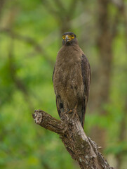 Crested Serpent Eagle - photographed in BR Hills Sanctuary (Karnataka, India)