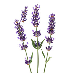Naklejka premium Lavender flowers arranged elegantly in a bright setting showcasing their vibrant colors and delicate details, Lavender flowers isolated on white