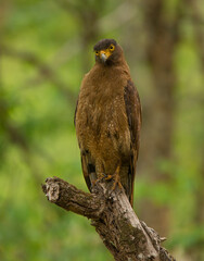 Crested Serpent Eagle - photographed in BR Hills Sanctuary (Karnataka, India)