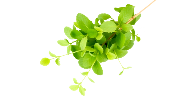 fresh mint leaves isolated on transparent backgorund
