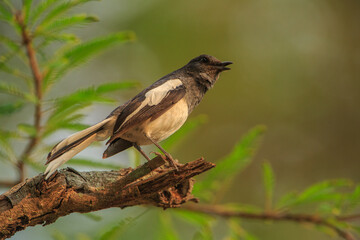 Oriental Magpie Robin - photographed in BR Hills Wildlife Sanctuary (Karnataka, India)