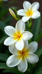 Naklejka premium Elegant arrangement of white flowers with sunny yellow centers, centerpieces, posy