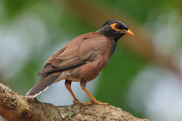 A Common Myna sitting on a branch of a tree