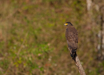 Obraz premium Crested Serpent Eagle sitting on a log