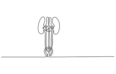 A continuous line drawing illustrating human kidneys and the excretory system, highlighting internal organs and ureters.  One line Female reproductive system uterus vector illustration isolated on whi