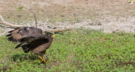 Crested Serpent Eagle (Spilornis cheela) perching on ground with open crest during the territory fight with Red-wattled Lapwing at the forest.
