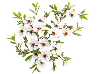 Wild Manuka Flowering Plant