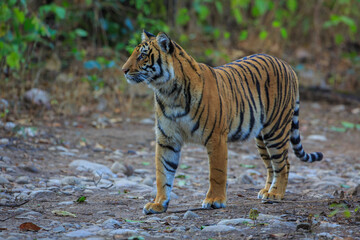 A Bengal Tiger - photographed from a safari vehicle in Jim Corbett National Park (India)