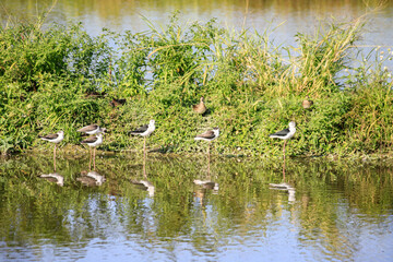 Line of Black-Winged Stilts Standing Reflected in Wetland Water, Long Valley, Hong Kong