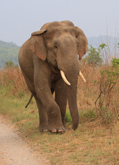 Obraz premium Indian Elephant walking along the edge of the mud road - photographed in Corbett National Park (India)