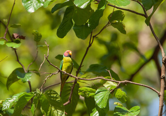 A male Plum-headed Parakeet - photographed in Corbett National Park (India)