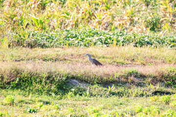 A Bird Walking in a Grassy Field

